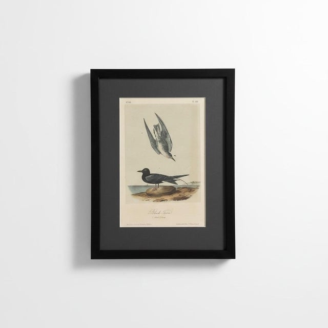 Audubon Black Tern Original 19th-Century Hand-Colored Lithograph from The Birds of America • Royal Octavo Plate 438...