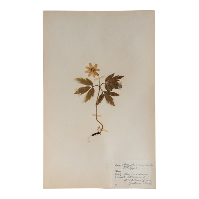 Vintage Swedish Herbarium - Wood Anemone, Circa 1938 For Sale