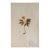 Vintage Swedish Herbarium - Wood Anemone, Circa 1938 For Sale