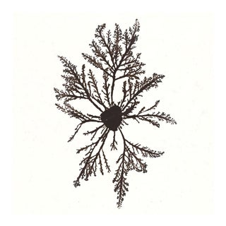 Bradbury Seaweeds 02, Unframed Artwork For Sale