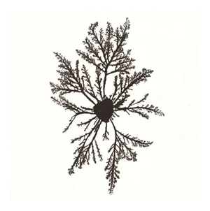 Bradbury Seaweeds 02, Unframed Artwork
