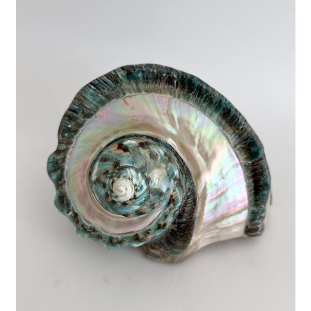 Jade Rare Turbo Marmoratus Shell For Sale - Image 8 of 9