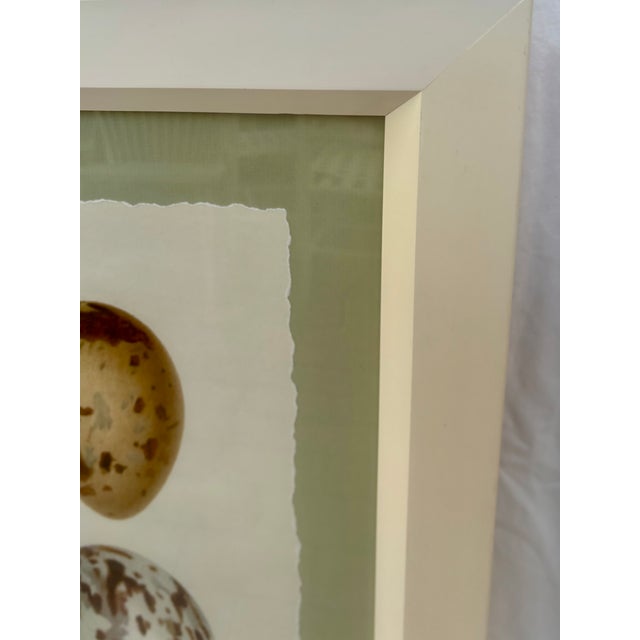 Wood 19th Century British Naturalist Color Illustration Reproduction Prints- Set of 2 For Sale - Image 7 of 11