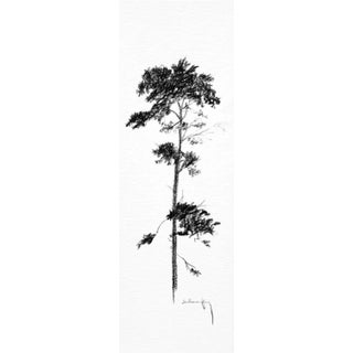"Print Collection: Tree Study" Contemporary Original Black and White Landscape Print on Paper For Sale