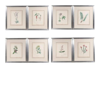 8 Hand Colored 19c. Botanical Artworks in Silvered Frame For Sale