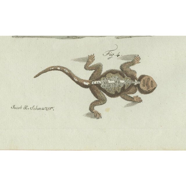 Bertuch, Four Exotic Lizards, 1802, Engraving For Sale - Image 4 of 9