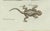 Bertuch, Four Exotic Lizards, 1802, Engraving For Sale - Image 4 of 9
