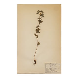 Antique Vintage Herbarium - Tormentil, Circa 1908 For Sale