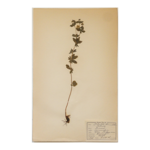 Antique Vintage Herbarium - Tormentil, Circa 1908