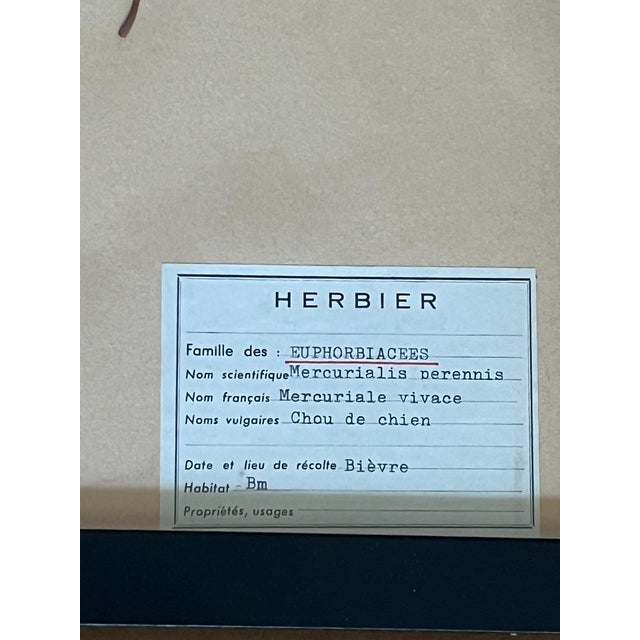 1965 French Herbarium Botanical Specimens – Set of 6 Custom Framed Pressed Botanicals For Sale - Image 14 of 15