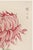 Japanese Pink Mum, Vintage Japanese Botanical Art Print, 12" X 18" For Sale - Image 3 of 9