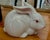 Vintage Porcelain Bunny Rabbit by Fitz & Floyd For Sale In New York - Image 6 of 10