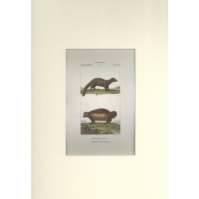 This is one of the illustrations of " Dizionario di scienze naturali " (Natural sciences dictionary) edited by Battelli...