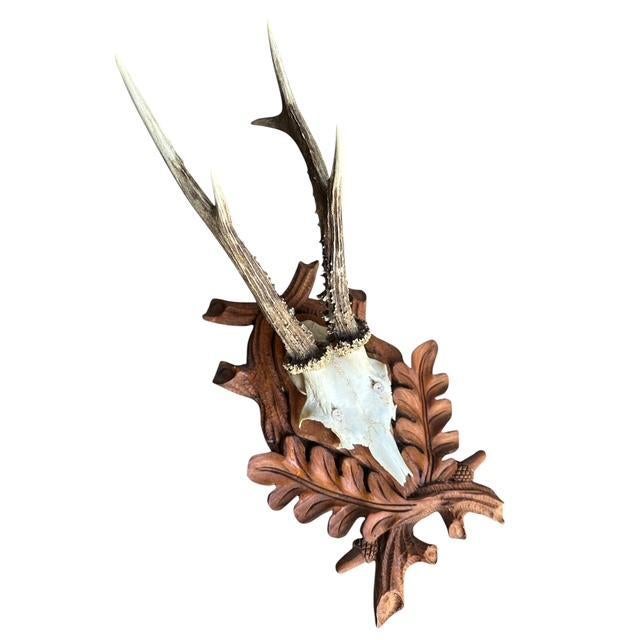 1970s Roe Deer Trophy 191 Black Forest Antlers For Sale - Image 4 of 6