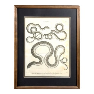 1802 Framed Antique Snake Engraving After Seba | Dark Academia Natural History Wall Art For Sale