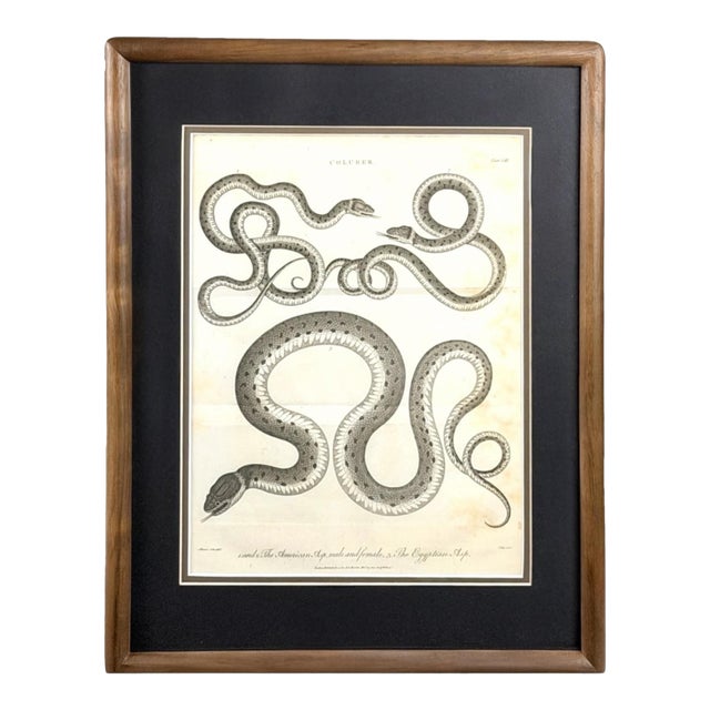 1802 Framed Antique Snake Engraving After Seba | Dark Academia Natural History Wall Art For Sale