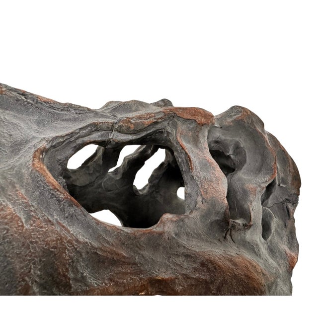 Brown Late 20th Century Tyrannosaurus Rex Skull Sculpture For Sale - Image 8 of 13
