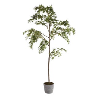 Maple Tree In Pot 84" For Sale