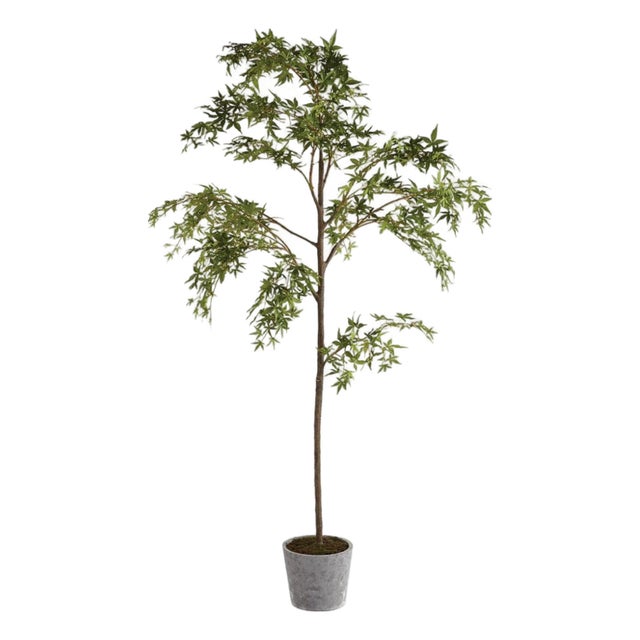 Maple Tree In Pot 84" For Sale