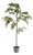 Maple Tree In Pot 84" For Sale