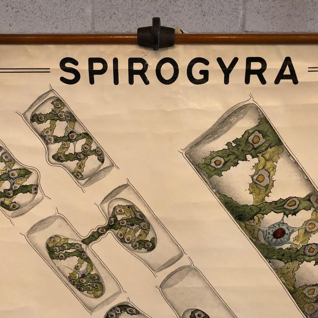Industrial Mid 20th Century Educational Botanical Spirogyra Biology Chart by New York Scientific Supply Co. For Sale - Image 3 of 12