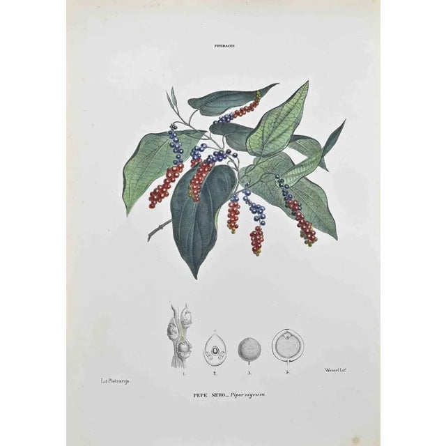 Lithograph hand watercolored. Belongs to the Series "Atlante di Botanica popolare ossia Illustrazione di Piante Notevoli...