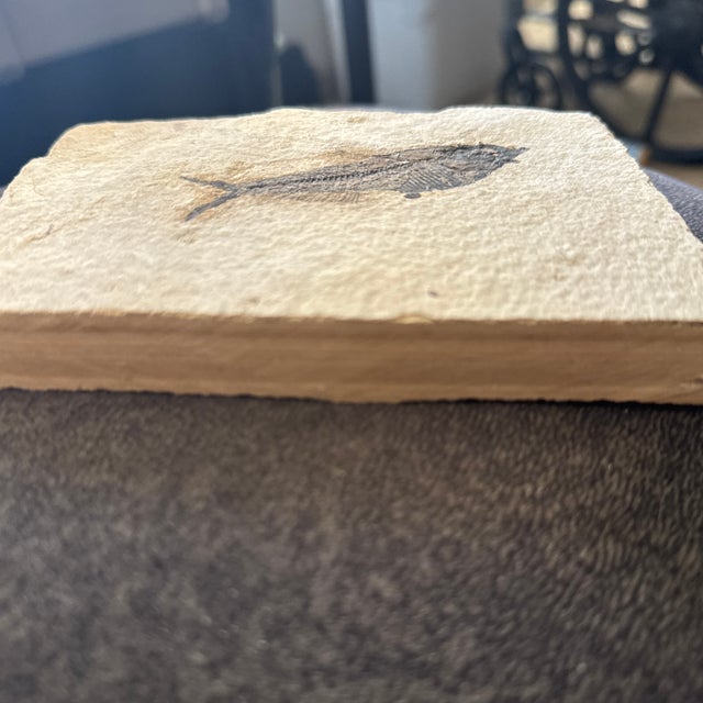 American Fossil Fish Plate -- Diplomytus - From the Green River Formation - W/Stand For Sale - Image 3 of 3