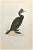 Green Cormorant is a modern artwork realized in 1870 by the British artist Alexander Francis Lydon (1836-1917) . Woodcut...