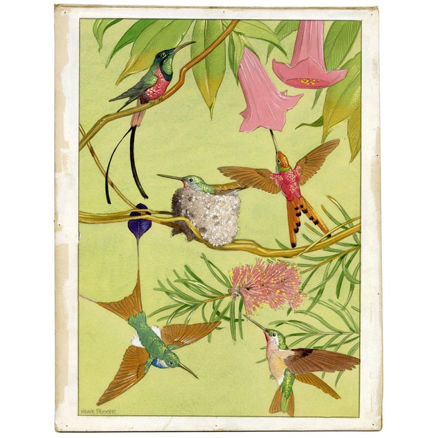 William Neave Parker, Hummingbirds Illustration, 1950s, Gouache For Sale - Image 3 of 9