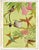 William Neave Parker, Hummingbirds Illustration, 1950s, Gouache For Sale - Image 3 of 9