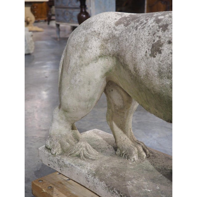 Stone Gray A French Medici Style Lion in Reconstituted Stone, 20th C For Sale - Image 8 of 18