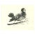 Modern Giselle Halff, The Bird, Lithograph, 1950s For Sale - Image 3 of 3