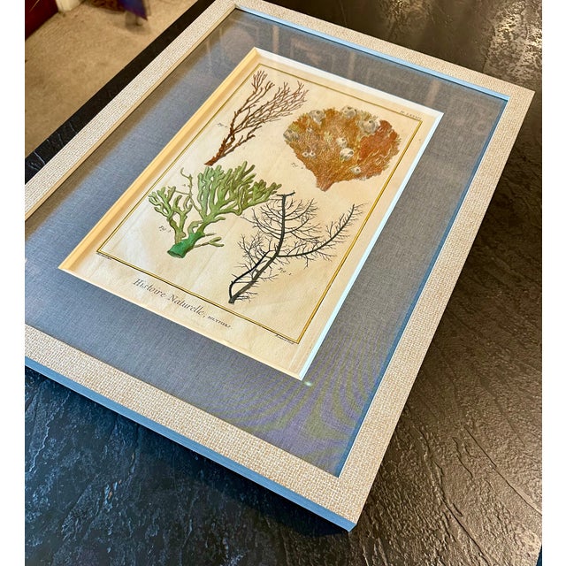 Coral & Marine Sea Fans Original Natural History Engraving – Framed Coastal Art, Circa 1751 For Sale - Image 4 of 4