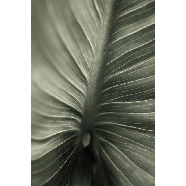 Calla Lily Study 2 by Robert Houser Print, 16" x 24" For Sale