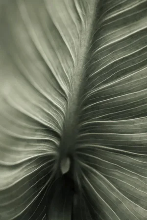 Calla Lily Study 2 by Robert Houser Print, 16" x 24"