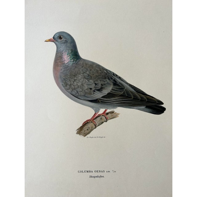 Read the rich history of these rare original antique chromolithographs provided in the photos. I have over 70 of these...