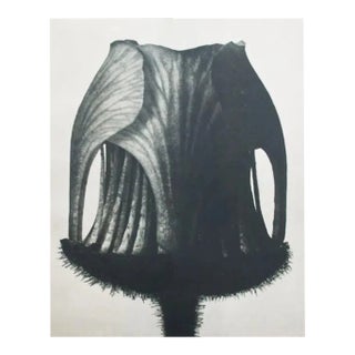 1935 Karl Blossfeldt Two-Sided Photogravure N11-12 For Sale