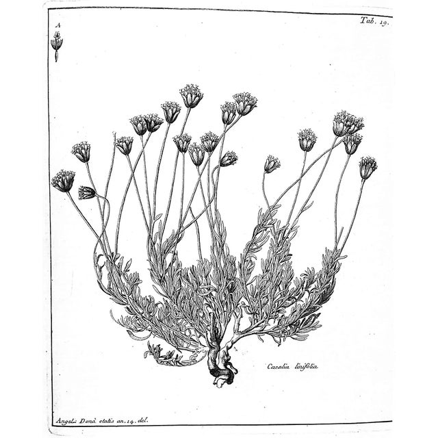 Paper "The Botanical Garden of Padua, 1545-1995" 1995 Minelli, Alessandro [Edited By] For Sale - Image 7 of 11