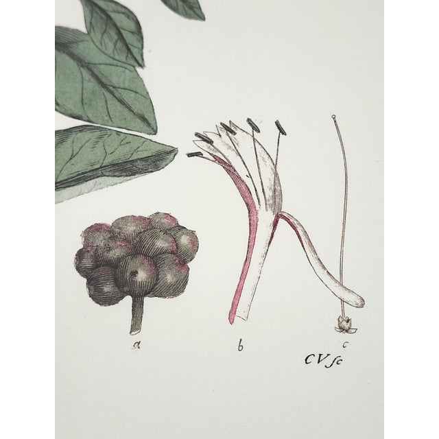 Botanical Prints by Shadow Catchers-Set of 4 For Sale - Image 11 of 17