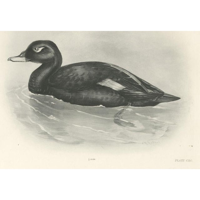 After Lilian Medland, Velvet Scoter, 1909, Print For Sale - Image 12 of 12