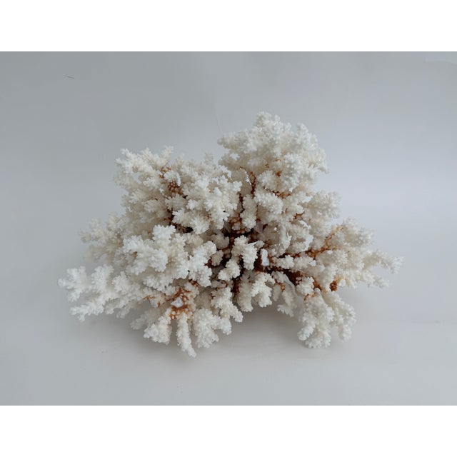 Exceptional Natural Brown Stem Coral Specimen For Sale - Image 11 of 11