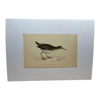 Antique Hand Tinted Bird Print From England Featuring a Spotted Sandpiper - Circa 1880 For Sale