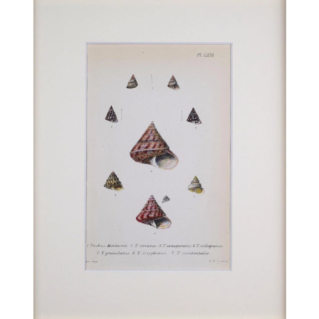 19th Century Antique Hand Colored English Shell Prints by John Jeffreys 1869-A Pair For Sale - Image 4 of 11