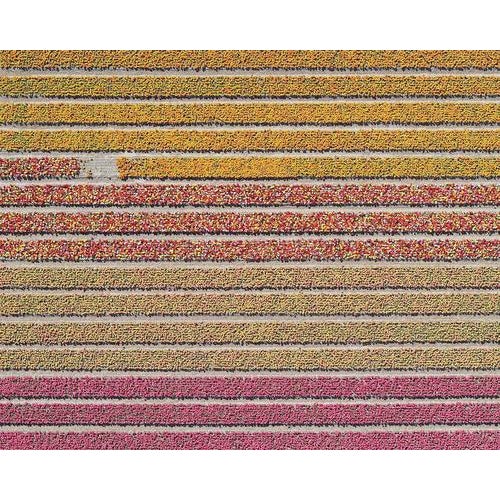 Bernhard Lang, AV_Tulip_Fields_016, Photographic Print For Sale - Image 12 of 12