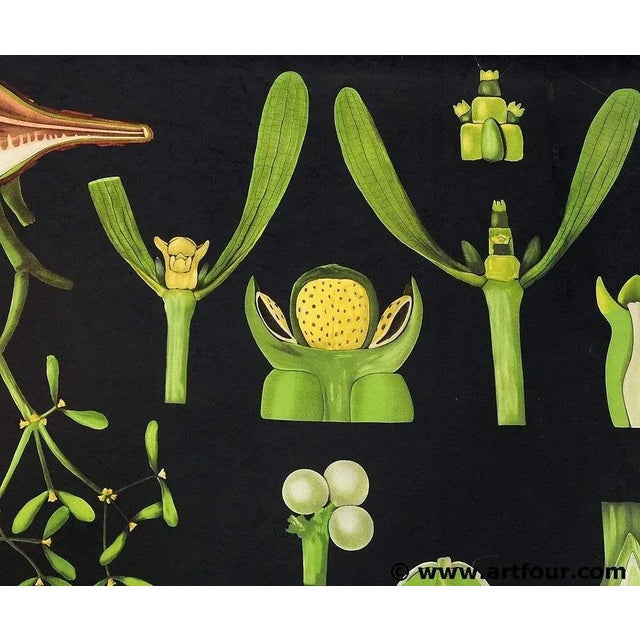 Antique Mistletoe Christmas Decoration Wall Chart Poster by Jung Koch Quentell For Sale - Image 4 of 5