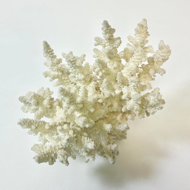 Coastal Boho Chic Natural Ivory White-Dove Grey Branch Coral Specimen. For Sale - Image 6 of 12