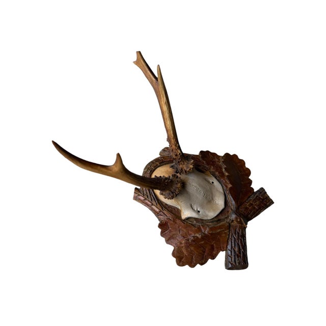 Cabin Roe Deer Trophy 82 Black Foret Antlers Mount For Sale - Image 3 of 6