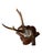 Cabin Roe Deer Trophy 82 Black Foret Antlers Mount For Sale - Image 3 of 6