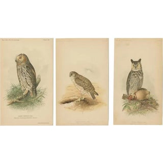 John L. Ridgway, Dwarf Screech Owl, Burrowing Owl and Great Horned Owl, 1893, Paper, Set of 3 For Sale
