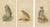 John L. Ridgway, Dwarf Screech Owl, Burrowing Owl and Great Horned Owl, 1893, Paper, Set of 3 For Sale